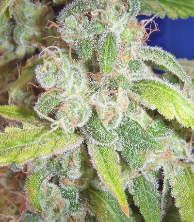 Семена сорта White Russian fem (Семяныч)