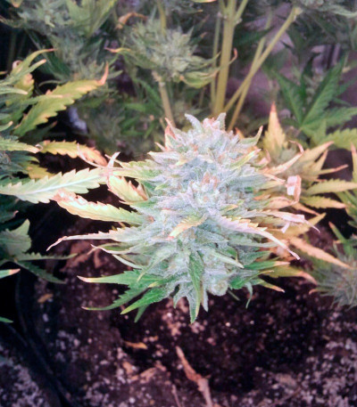 Семена сорта Big Devil Auto fem (Sweet Seeds)