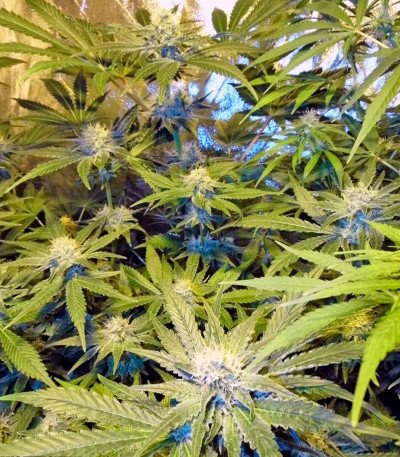 Семена сорта Cream Mandarine Auto fem (Sweet Seeds)