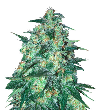Семена сорта Jekyll Passion fem (Samsara Seeds)