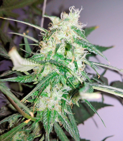Семена сорта Sweet Cheese Auto fem (Sweet Seeds)