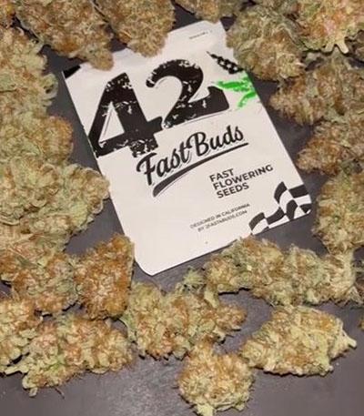 Семена сорта Tropicana Cookies FF fem (FastBuds)