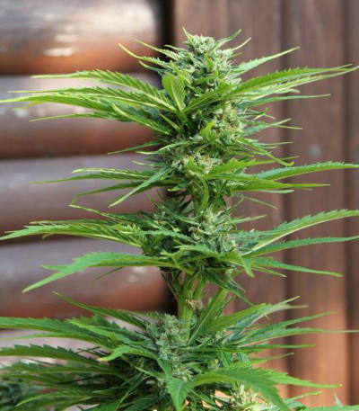 Семена сорта AK-49 Auto Fem (Vision Seeds)