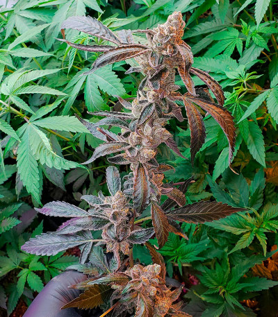 Семена сорта Astral Auto fem (Семяныч)