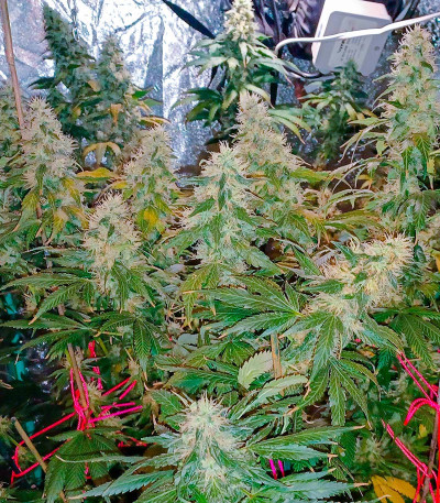 Семена сорта Blueberry Hill fem (Herbies Seeds)