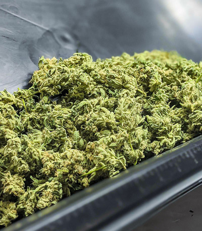 Семена сорта Dozy Cake fem (AlphaFem Seeds)