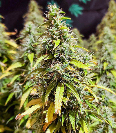 Семена сорта Glue Gelato Auto fem (Barney's Farm)