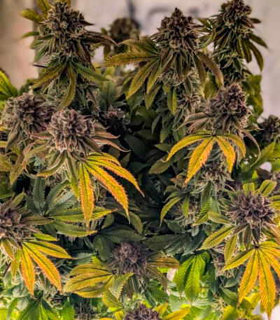 Семена сорта Gorilla Glue × Lemon Haze (7CH Seeds & Cali Buds Seeds)