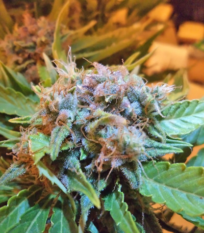 Семена сорта Lowryder #2 auto fem (Семяныч)