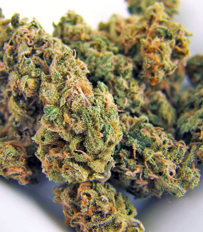 Семена сорта Neville's Haze fem (Green House Seeds)