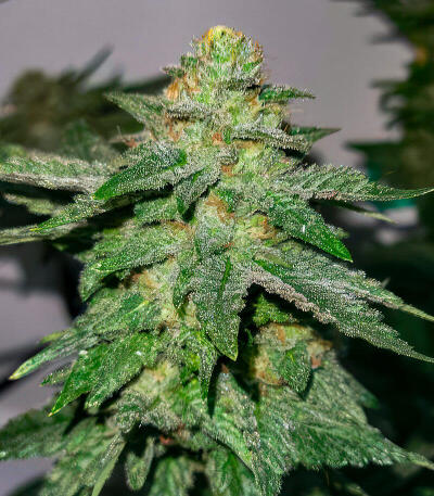 Семена сорта Ultimate Afghan Auto fem (Семяныч)