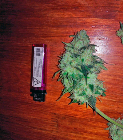 Семена сорта Sweet Cheese Auto fem (Sweet Seeds)