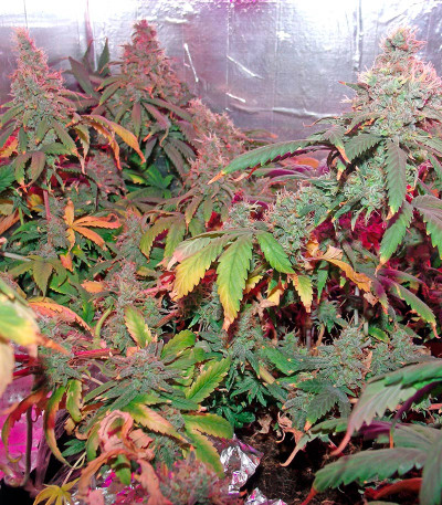 Семена сорта California Dream fem (Mandala Seeds)