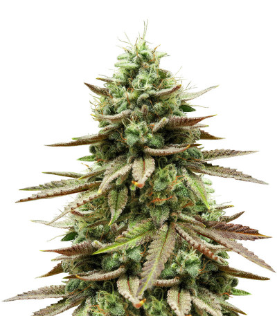 Семена сорта Gelato #33 fem (Advanced Seeds)