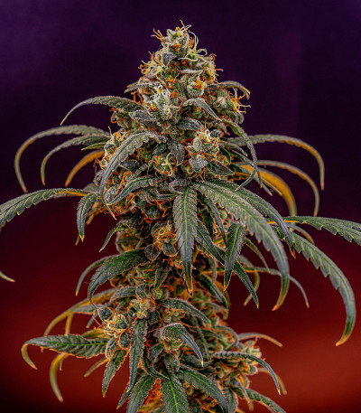 Семена сорта Papaya Zoap F1 Fast Version fem (Sweet Seeds)