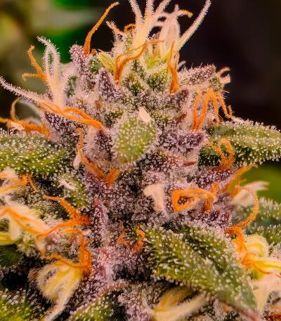 Семена сорта Ultimate Afghan Auto fem (Семяныч)
