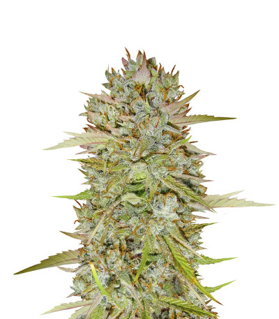 Семена сорта Wedding Cake Auto fem (Barney's Farm)