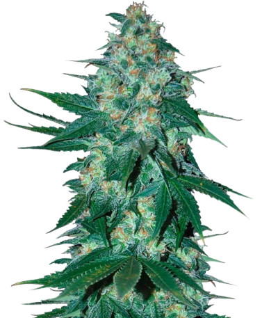 Семена сорта El Alquimista fem (Samsara Seeds)