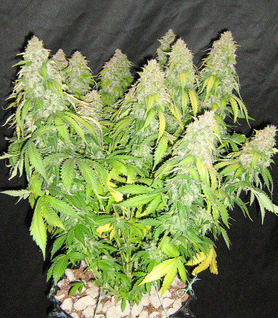 Семена сорта Pharaoh Auto (Auto Tutankhamon) fem (Семяныч)