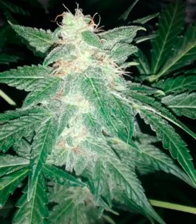 Семена сорта Auto Ak fem (Bulk Seed Bank)