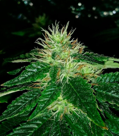 Семена сорта Afghan Cow fem (Dr. Krippling Seeds)