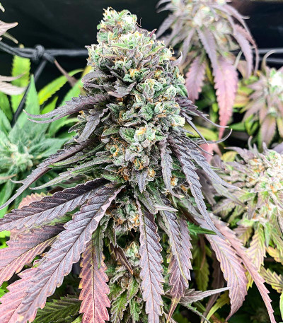 Семена сорта Chem Cookies fem (AlphaFem Seeds)