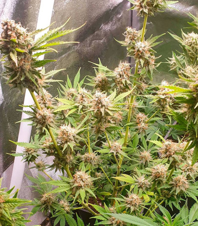 Семена сорта Pink Rozay fem (Original Sensible Seeds)