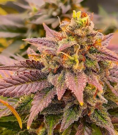 Семена сорта Ultimate Lemon Haze Auto fem (Семяныч)