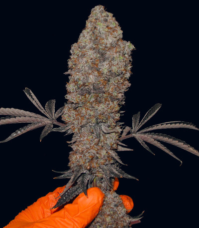 Семена сорта Vanilla Frosting fem (Humboldt Seed Company)