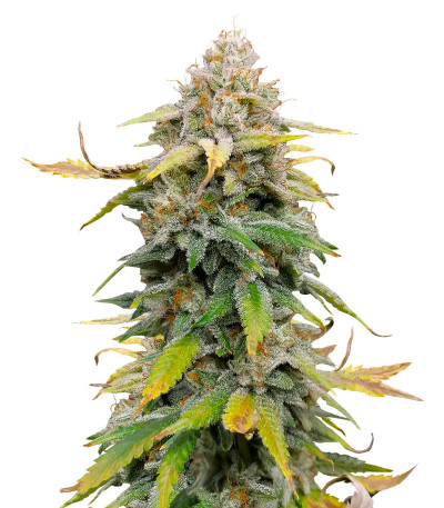 Семена сорта Leisure Zoot Larry fem (Dr. Krippling Seeds)