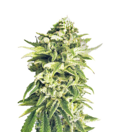 Семена сорта A-Train reg (TH Seeds)