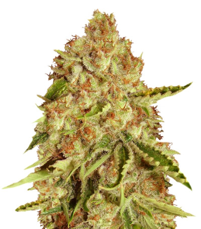 Семена сорта LA Ultra fem (Resin Seeds)