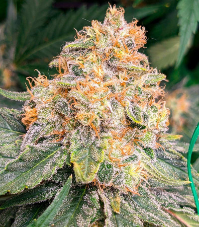 Семена сорта Big Bud Auto fem (Herbies Seeds)
