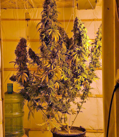 Семена сорта Chill-OM reg