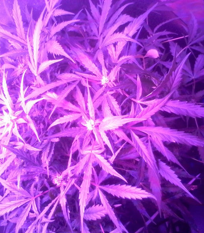 Семена сорта Ultraviolet auto fem (Samsara Seeds)