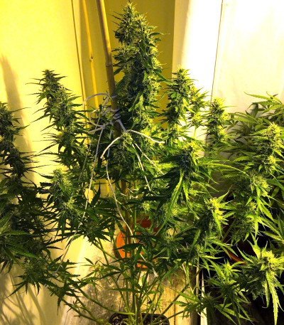 Семена сорта 2 Fast 2 Vast Auto fem (Heavyweight Seeds)