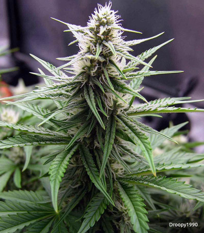 Семена сорта Zkittlez Auto fem (Cali Buds Seeds)