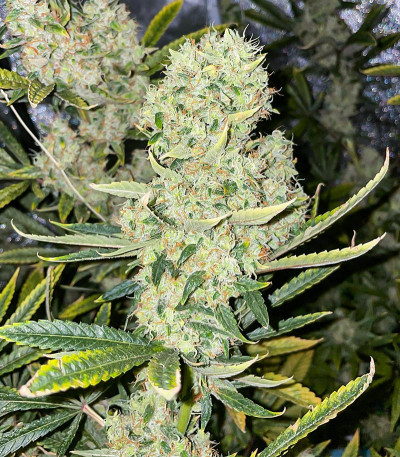 Семена сорта Kali Banner fem (AlphaFem Seeds)