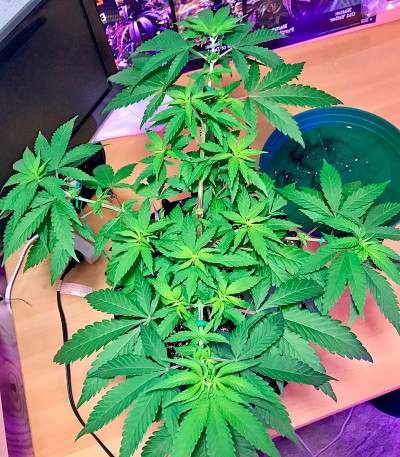 Семена сорта Aurora Indica regular (Nirvana Seeds)