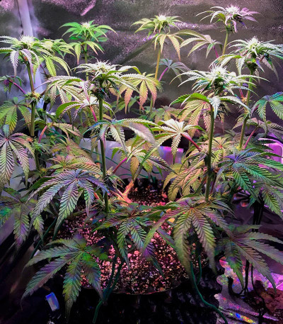 Семена сорта Bubba Cookies Auto fem (Семяныч)