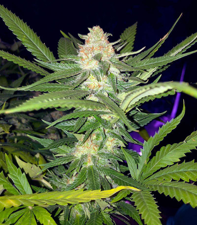 Семена сорта Flashberry reg (Mandala Seeds)