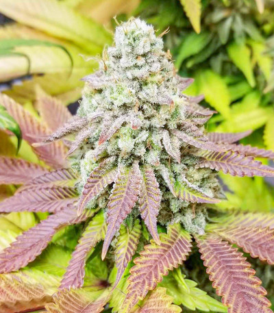 Семена сорта Purple Punch fem (Barney's Farm)