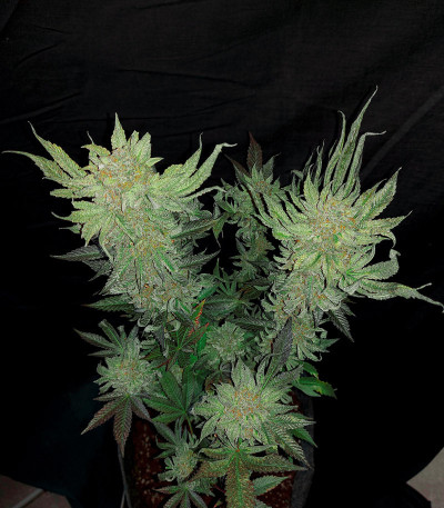Семена сорта The New fem (Humboldt Seeds)