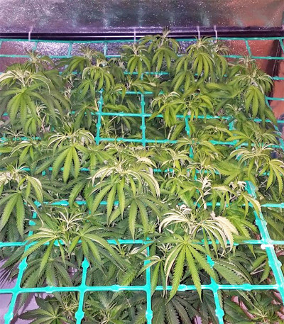 Семена сорта Zkittzy Gorilla fem (Original Sensible Seeds)