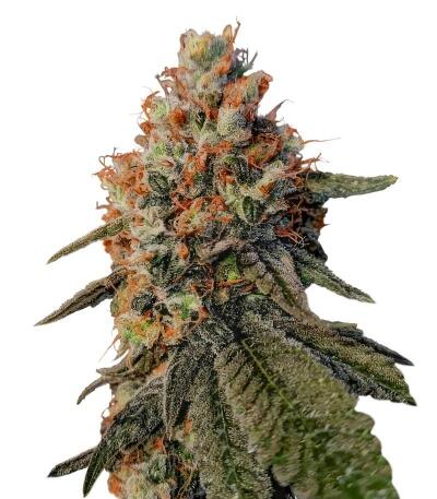 Семена сорта Ultimate Amnesia Haze Auto fem (Семяныч)