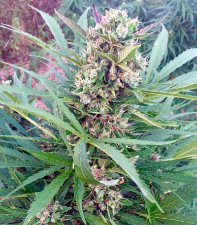 Семена сорта Sweet Amnesia Haze XL Auto fem (Sweet Seeds)