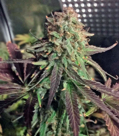 Семена сорта Bubblelicious fem (Nirvana Seeds)