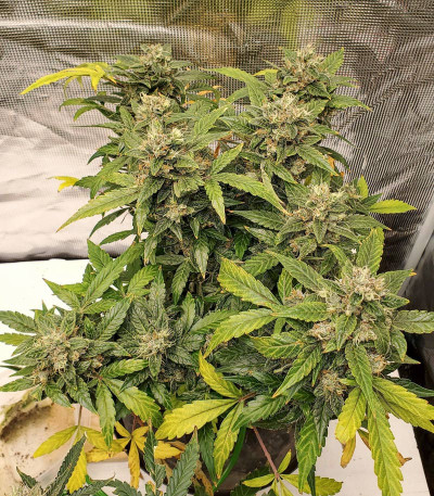 CBD Auto Charlotte’s Angel fem (Dutch Passion)