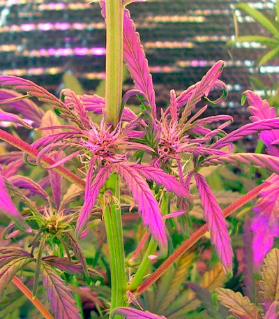 Семена сорта Kush-N-Cheese Autoflowering fem