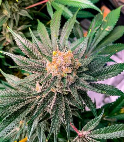 Семена сорт OG Kush Fast Version fem (Семяныч)